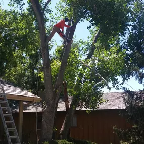 Bild von Wright Tree, Lawn and Landscape Care
