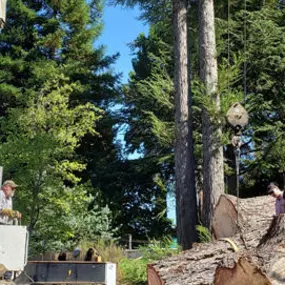 Bild von Guardian Tree Experts