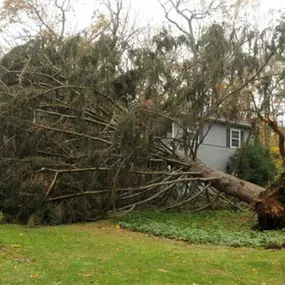 Bild von Guardian Tree Experts