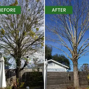 Bild von Guardian Tree Experts