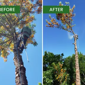 Bild von Guardian Tree Experts