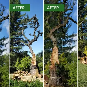 Bild von Guardian Tree Experts