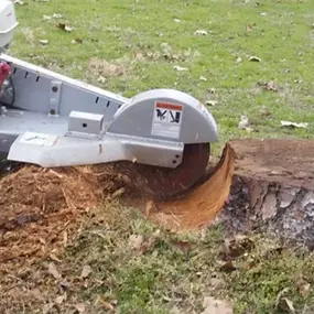 Bild von Guardian Tree Experts