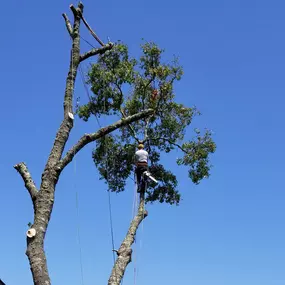 Bild von Guardian Tree Experts