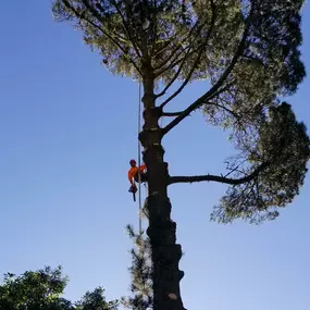 Bild von Guardian Tree Experts
