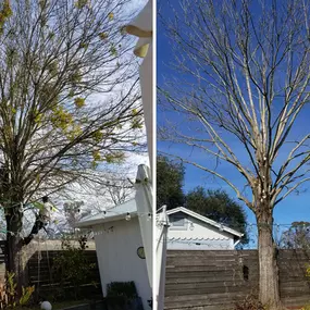Bild von Guardian Tree Experts