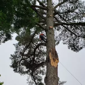 Bild von Guardian Tree Experts