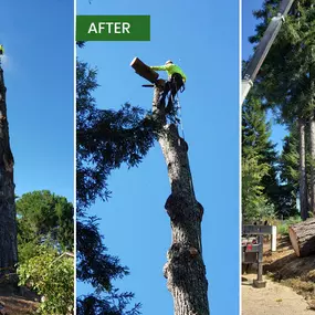 Bild von Guardian Tree Experts
