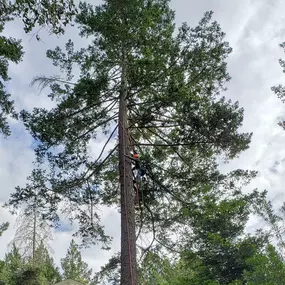 Bild von Guardian Tree Experts