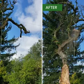 Bild von Guardian Tree Experts