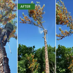 Bild von Guardian Tree Experts