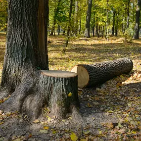 Bild von J & J Stump Grinding