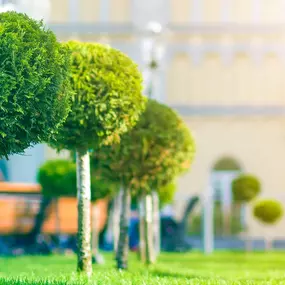 Bild von Allende's Lawn Care & Landscaping