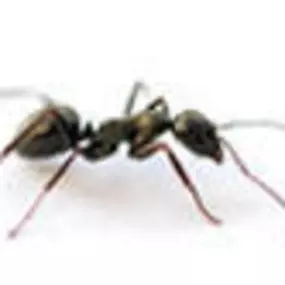 Bild von Grayson Termite & Pest Control