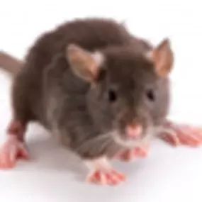 Bild von Grayson Termite & Pest Control