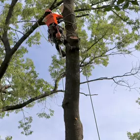 Bild von Galvan Tree Service
