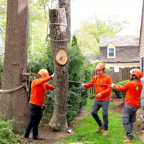 Bild von Galvan Tree Service
