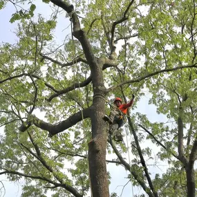 Bild von Galvan Tree Service