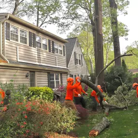 Bild von Galvan Tree Service