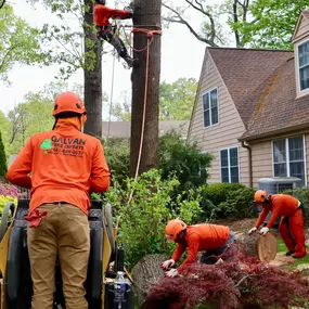 Bild von Galvan Tree Service