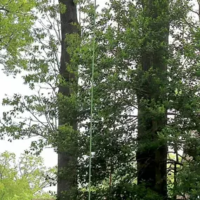 Bild von Galvan Tree Service