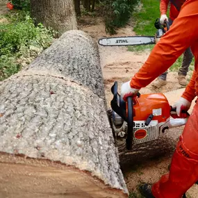 Bild von Galvan Tree Service