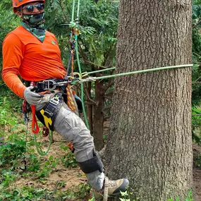 Bild von Galvan Tree Service