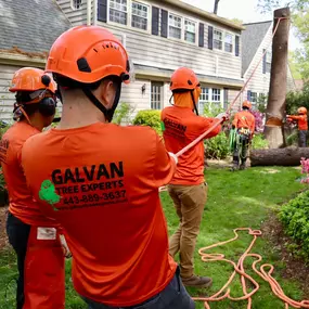 Bild von Galvan Tree Service