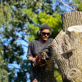 Bild von Golds Tree Service