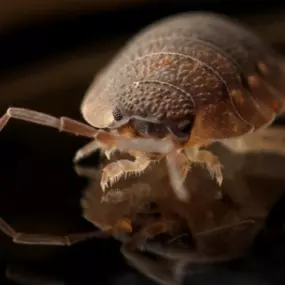 Bild von Southwest Bug & Pest
