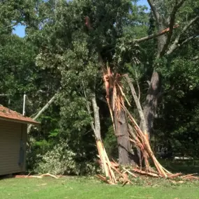 Bild von Specialty Tree Care