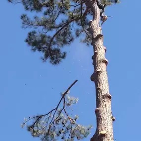 Bild von Specialty Tree Care