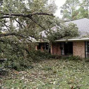 Bild von Specialty Tree Care