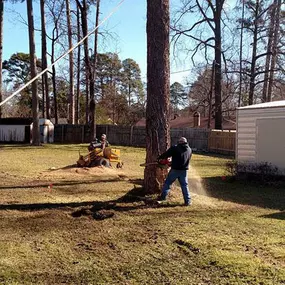 Bild von Specialty Tree Care