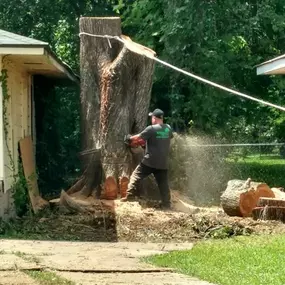 Bild von Specialty Tree Care