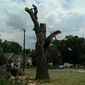 Bild von Specialty Tree Care