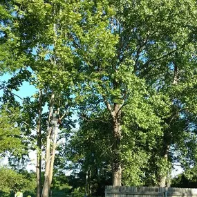 Bild von Specialty Tree Care