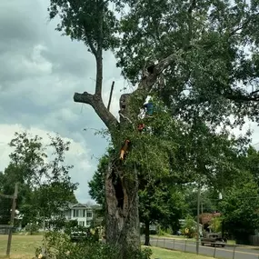 Bild von Specialty Tree Care