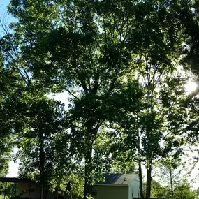 Bild von Specialty Tree Care