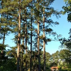 Bild von Specialty Tree Care