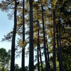 Bild von Specialty Tree Care