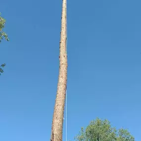 Bild von Specialty Tree Care