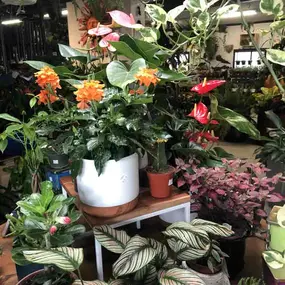 Bild von Sunset Gardens