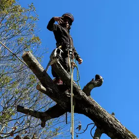 Bild von DoughBoyz Stump Removal and Tree Service