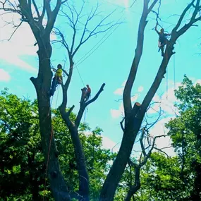Bild von Worm's Tree Care