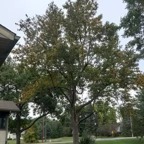 Bild von Worm's Tree Care
