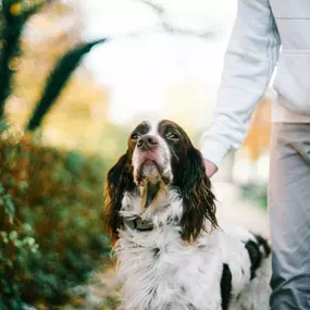 Bild von Sit Happens Dog Training Jacksonville