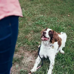 Bild von Sit Happens Dog Training Jacksonville