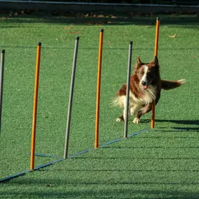 Bild von Sit Happens Dog Training Jacksonville