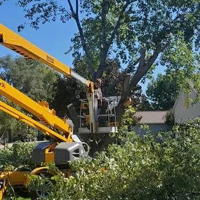Bild von DPH Tree Services LLC